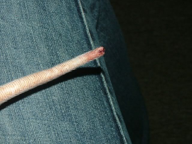 Gah, tail amputation! | Rat Forum